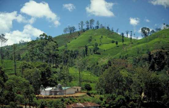 HundertJahreTeeHamburg01