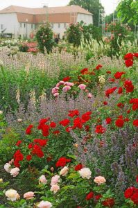 Foto: BdB. - Am richtigen Standort gepflanzt entwickeln sich Gehölze und Stauden im eigenen Garten bestens. Weiterer Text über ots und www.presseportal.de/nr/126784 / Die Verwendung dieses Bildes ist für redaktionelle Zwecke honorarfrei. Veröffentlichung bitte unter Quellenangabe: "obs/Bund deutscher Baumschulen (BdB) e.V./BdB"