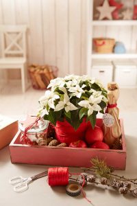 2017 Weihnachtsstern Geschenk 03